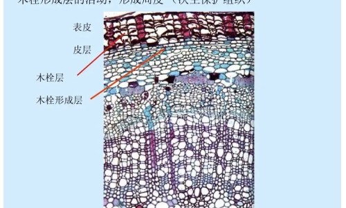 乙肝病人感冒打什么针网 :分享乙肝病人的汗液有没有传染性-乙肝病人打干扰素有什么副作用知识